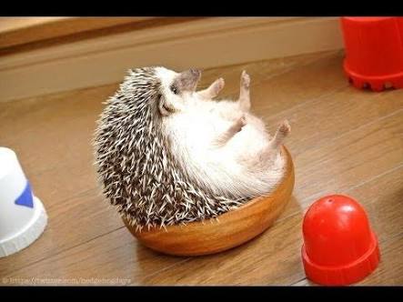 画像に間違った解説をつけるトピ