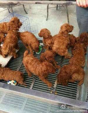 画像に間違った解説をつけるトピ