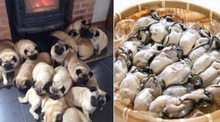 画像に間違った解説をつけるトピ