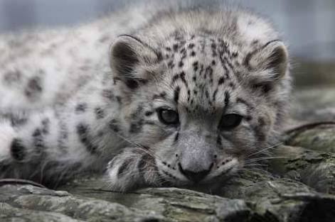 動物園で好きな動物は