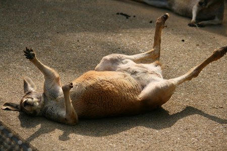 動物園で好きな動物は
