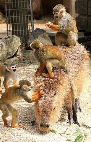 動物園で好きな動物は