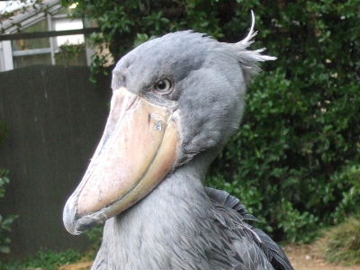 動物園で好きな動物は