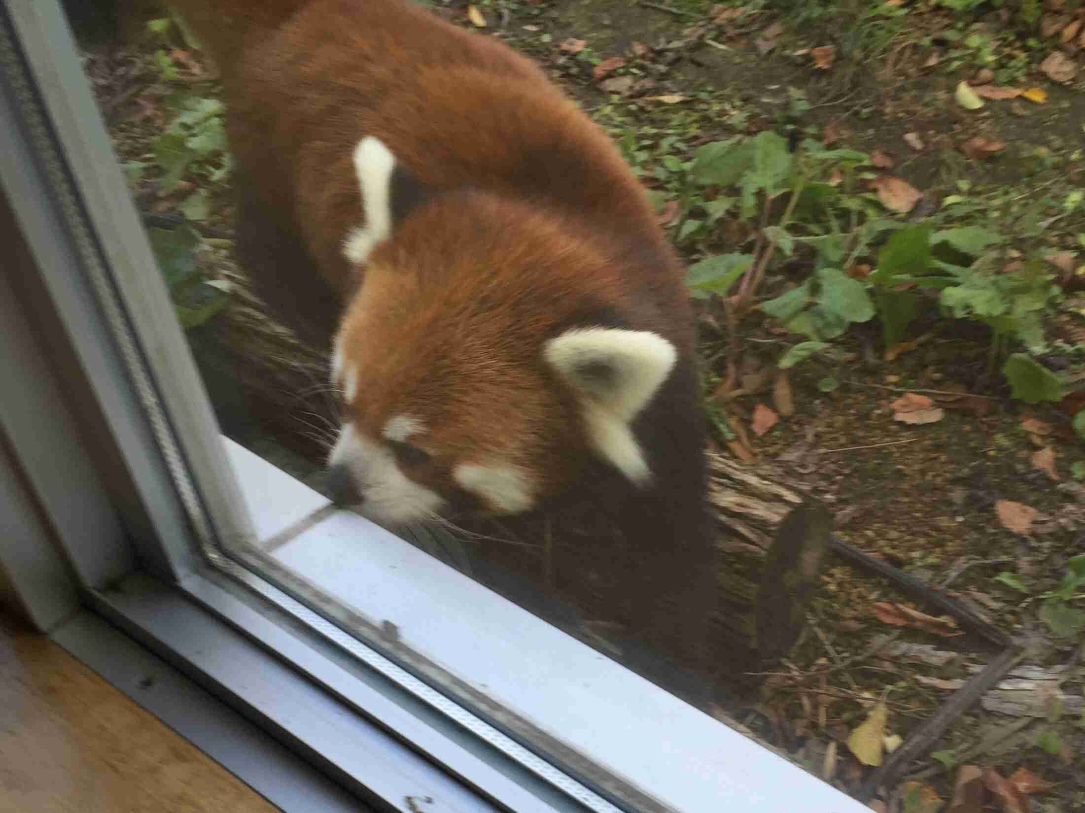 動物園で好きな動物は