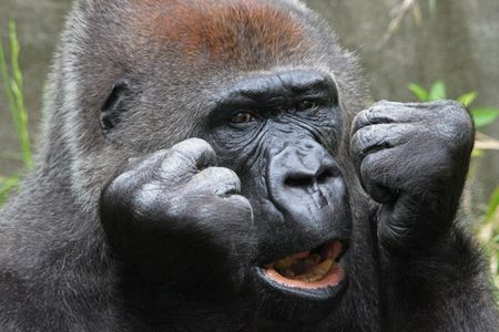 頼んだ画像を誰かに貼ってもらうトピ