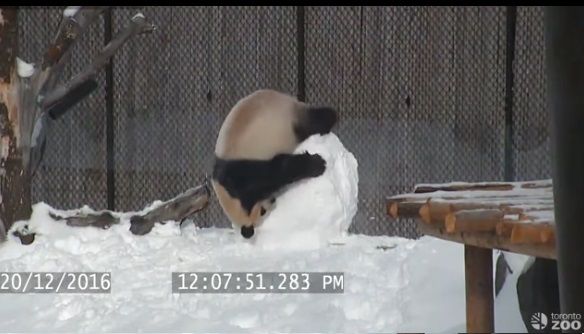 頼んだ画像を誰かに貼ってもらうトピ
