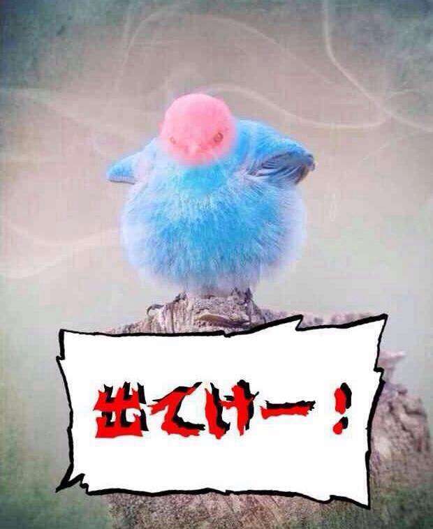 頼んだ画像を誰かに貼ってもらうトピ