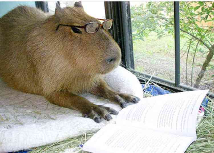 【実況・感想】「逃げるは恥だが役に立つ」最終回（15分拡大SP！）