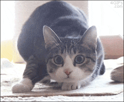 保存したら負け！きゃわい〜動物の画像！