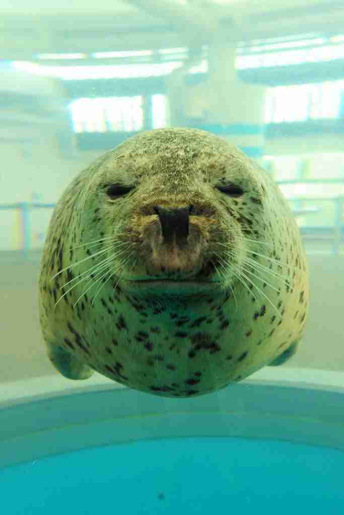 保存したら負け！きゃわい〜動物の画像！