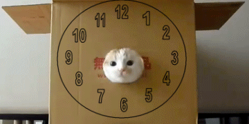 保存したら負け！きゃわい〜動物の画像！