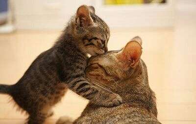 保存したら負け！きゃわい〜動物の画像！