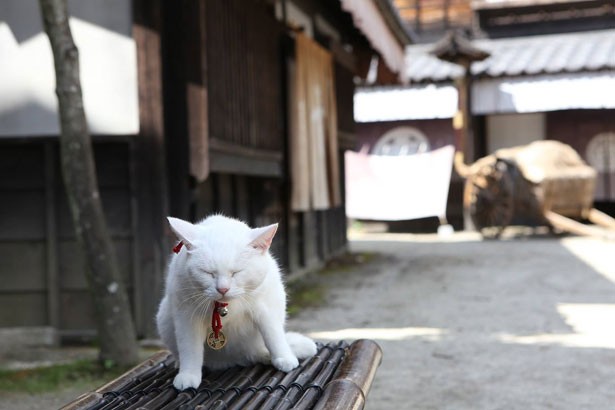 【絵トピ】ガルちゃん村