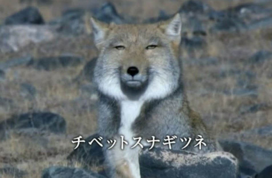 【絵トピ】ガルちゃん村