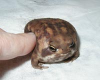 珍獣が集まるトピ