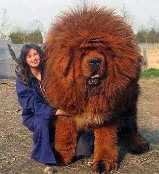 珍獣が集まるトピ