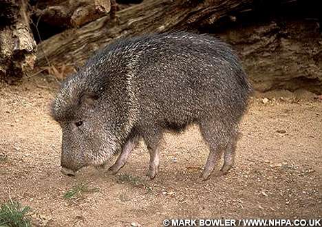 珍獣が集まるトピ