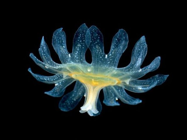 珍獣が集まるトピ