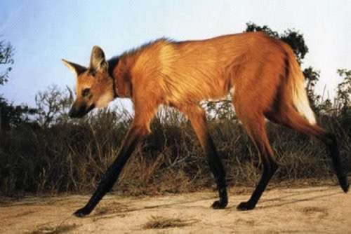 珍獣が集まるトピ