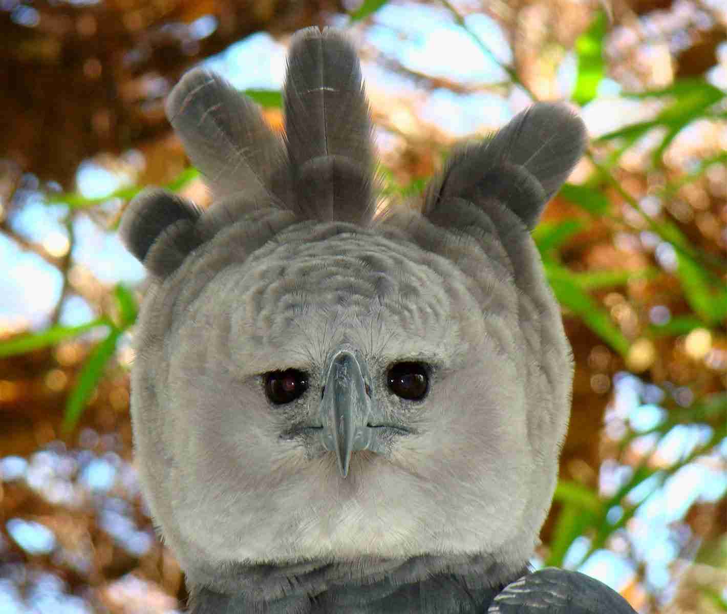 珍獣が集まるトピ