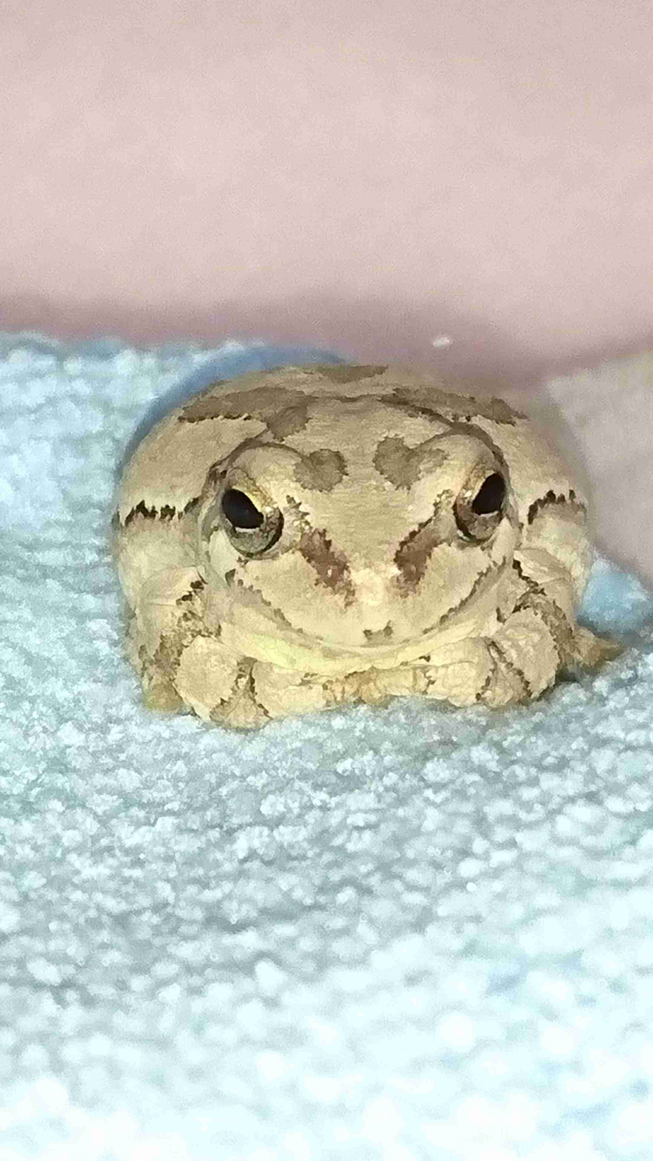 珍獣が集まるトピ