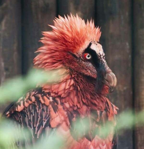 珍獣が集まるトピ