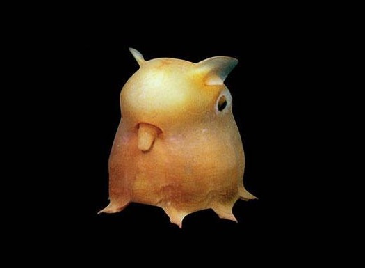 珍獣が集まるトピ