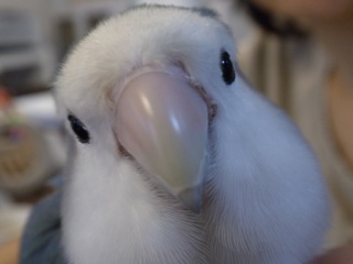 鳥カフェ、オープン！