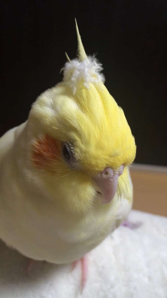 鳥カフェ、オープン！