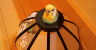 鳥カフェ、オープン！