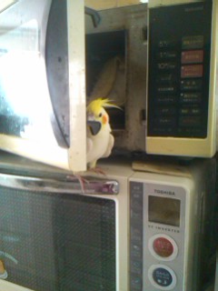 鳥カフェ、オープン！