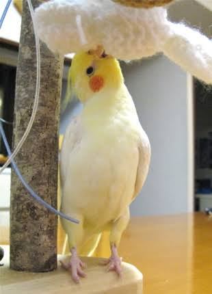 鳥カフェ、オープン！