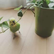 鳥カフェ、オープン！