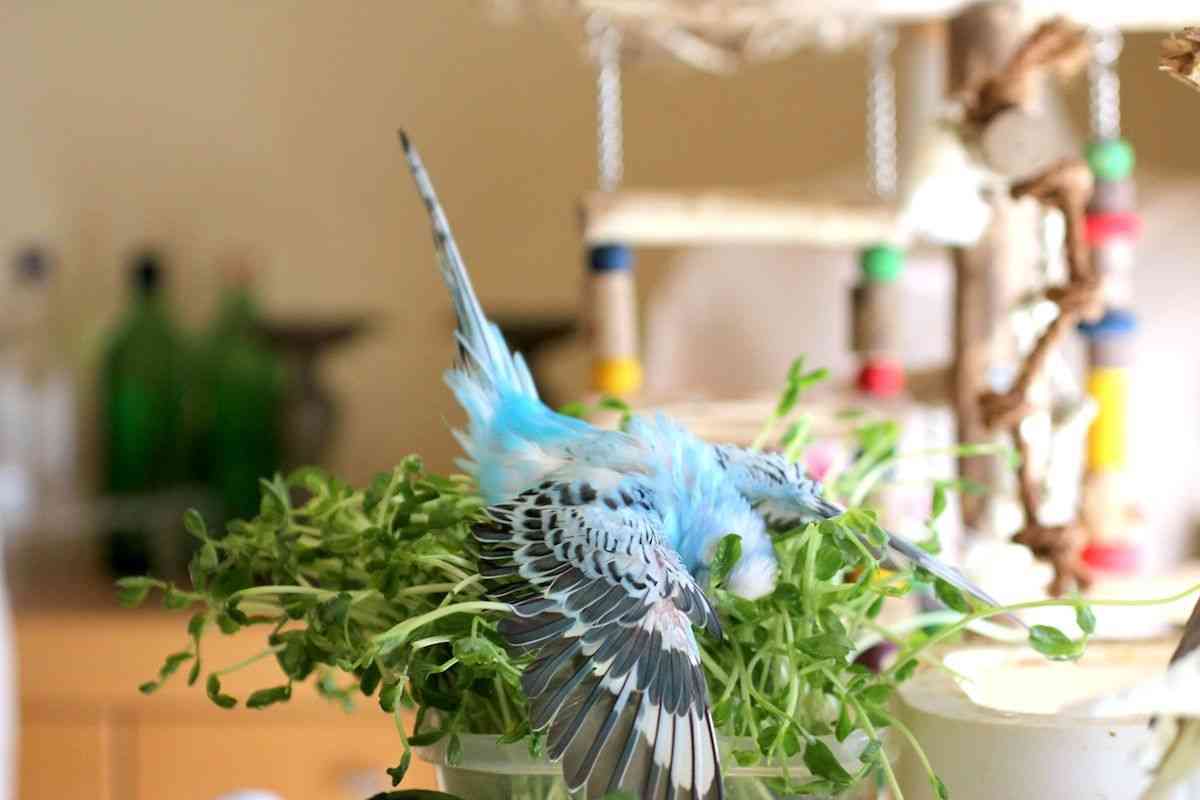 鳥カフェ、オープン！