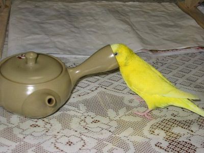 鳥カフェ、オープン！