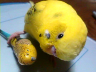 鳥カフェ、オープン！