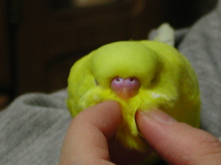 鳥カフェ、オープン！