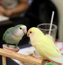 鳥カフェ、オープン！