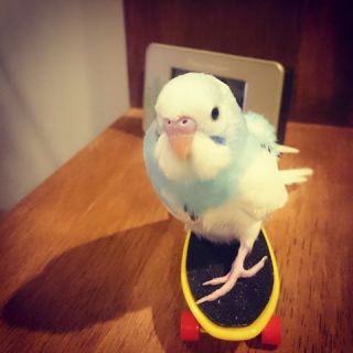 鳥カフェ、オープン！
