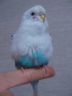 鳥カフェ、オープン！