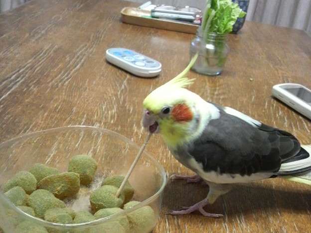 鳥カフェ、オープン！