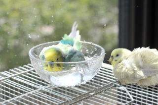 鳥カフェ、オープン！