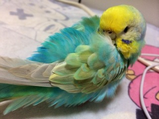 鳥カフェ、オープン！