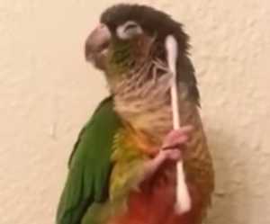 鳥カフェ、オープン！