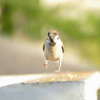 鳥カフェ、オープン！