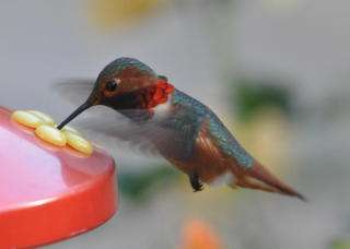 鳥カフェ、オープン！