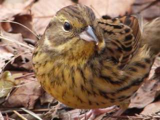鳥カフェ、オープン！