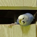 鳥カフェ、オープン！