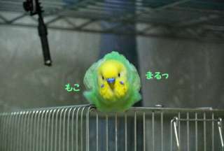鳥カフェ、オープン！