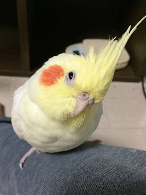 鳥カフェ、オープン！